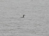 Red-necked Grebe