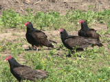 Turkey Vulture