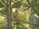 Swainsons Warbler