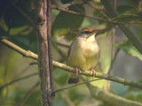 Swainsons Warbler