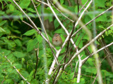 Lincolns Sparrow