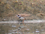 Semipalmated Plover