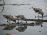 Western & Semipalmated Sandpipers
