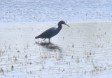 Little Blue Heron