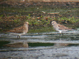 Pectoral & White-rumped Sandpiper