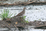 Pectoral Sandpiper