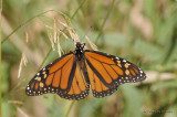 MonarchButterfly4063b.jpg