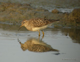 PectoralSandpiper8415b.jpg