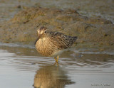 PectoralSandpiper8418b.jpg