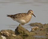 PectoralSandpiper8670b.jpg