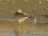 SBDowitcher8553b.jpg