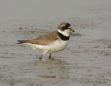 SemipalmatedPlover8661b.jpg