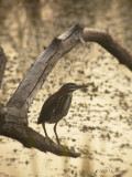 GreenHeron9104b.jpg