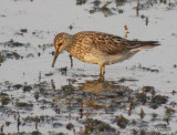 PectoralSandpiper9142b.jpg