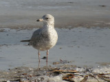 HerringGull0186b.jpg