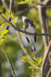 YellowrumpedWarbler7565b.jpg