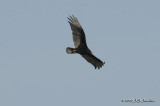 TurkeyVulture8703b.jpg