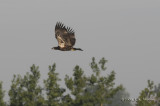 BaldEagle2573b.jpg