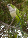 MonkParakeet7265b.jpg