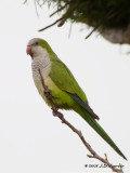 MonkParakeet7312b.jpg