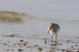 Dunlin8605b.jpg