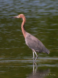 ReddishEgret7358b.jpg