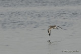 Willet8749b.jpg