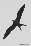 MagnificentFrigatebird9443b.jpg