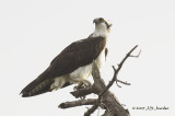 Osprey9269b.jpg