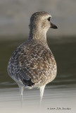 BlackbelliedPlover9842b.jpg