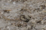 Crab0497b.jpg