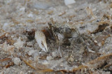 Crab0522.jpg