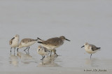 RedKnot9888b.jpg