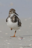 RuddyTurnstone0446b.jpg
