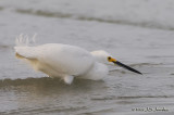 SnowyEgret9872b.jpg