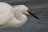 SnowyEgret9893b.jpg