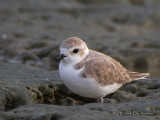 SnowyPlover7565b.jpg