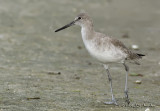 Willet0199b.jpg