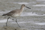 Willet0208b.jpg