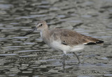 Willet0419b.jpg