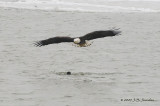 BaldEagle1156b.jpg