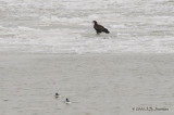 BaldEagle1202b.jpg