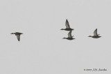 BlackDuck0988b.jpg