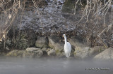 GreatEgret1242b.jpg