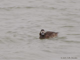 GreaterScaup7695b.jpg