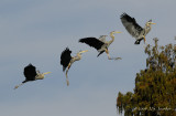 GreatBlueHeron_comp1642b.jpg