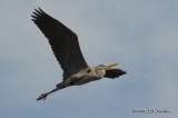 GreatBlueHeron1659b.jpg