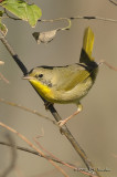 CommonYellowthroat2001b.jpg