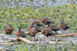 BlackbelliedWhistlingDuck3063b.jpg