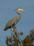 GreatBlueHeron7777b.jpg
